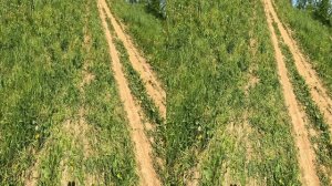 тест Primo EM-258