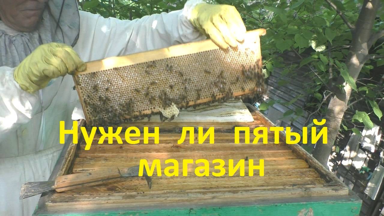 Июнь Медосбор Сколько еще ставить магазинов