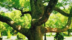 Meditation - favorite tree/Медитация-любимое дерево💚💪🌳👍💚