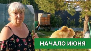 Июнь на Даче: Картошка, Цветы, Бассейн и... ГУСИ?