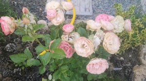 Честно о розах. Часть 2