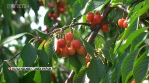 В Карабудахкентском районе в разгаре уборка черешни