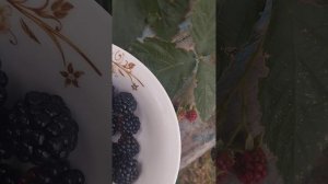 ежевика или ежемалина?#ягода#деревня#жизнь #вкусно#,по?