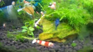 Креветочник с кристаллами. Мой аквариум 30 литров