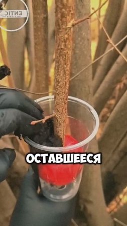 Правильная обрезка деревьев