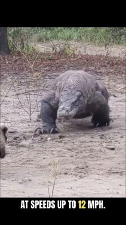 PIciYa2L16E - Unveiling the Majestic Komodo Dragon： World's Largest Lizard and Impressive Predator!
