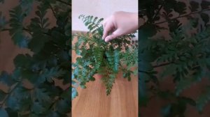 Папоротник Асплениум Парвати