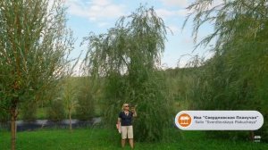 ПЛАКУЧИЕ ИВЫ | ЛУЧШИЕ СОРТА | ЧТО ВЫБРАТЬ ДЛЯ САДА