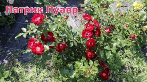 Продолжение! Розы 10 июня 2025 года с названиями сортов. Крым, Россия