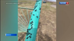 В Усинской деревне Новикбож жители столкнулись с массовым появлением мелких блестящих жуков
