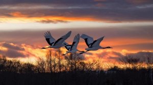 И. С.  Соколов-Микитов "Улетают журавли"