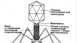 Парадокс Хенкина