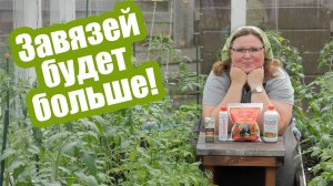 Вот чем нужно подкормить томаты во время цветения!