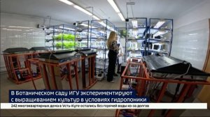В лаборатории Ботанического сада ИГУ экспериментируют с выращиванием культур в условиях гидропоники