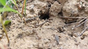 Удивительная природа. Лесные муравьи. Муравьи. Июнь 2025