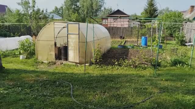 Ночью прошел ливень. Утром я осмотрел огород. Сегодня Духов день.