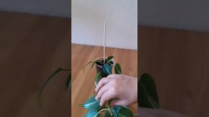Филодендрон Медиопикта триколор потерял окраску. Обрезка.
