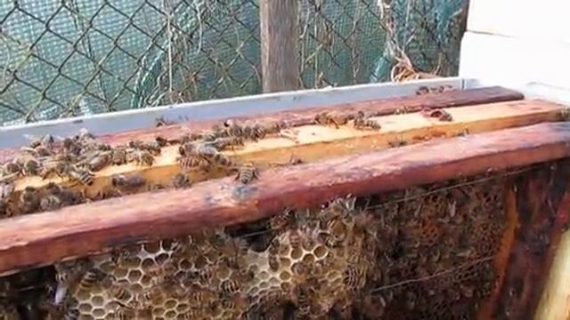 подсадка матки к злым пчелам и пчелам трутовкам - обновление 19.06.2025, матка принята пчелами