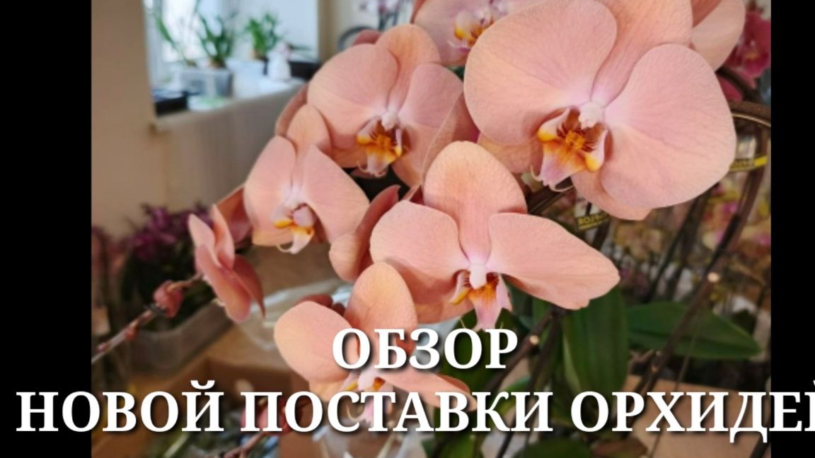 ОБЗОР НОВОЙ ПОСТАВКИ ОРХИДЕЙ / ПроОрхидеи