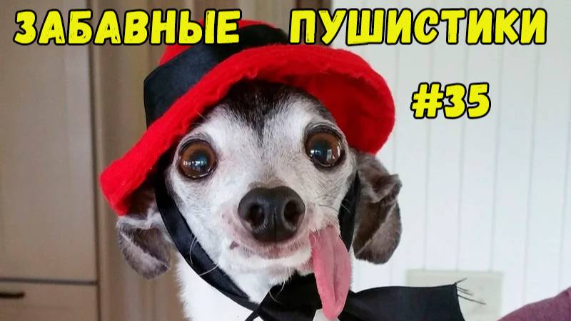 Я РЖАЛ ДО СЛЕЗ 😹 СМЕШНЫЕ КОШКИ И СОБАКИ  СМЕШНЫЕ ЖИВОТНЫЕ 2025 😹 ЛУЧШИЕ ПРИКОЛЫ #35