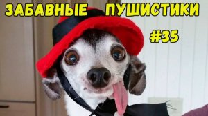 Я РЖАЛ ДО СЛЕЗ 😹 СМЕШНЫЕ КОШКИ И СОБАКИ  СМЕШНЫЕ ЖИВОТНЫЕ 2025 😹 ЛУЧШИЕ ПРИКОЛЫ #35