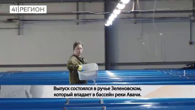190 ТЫСЯЧ МАЛЬКОВ КЕТЫ В ЕСТЕСТВЕННУЮ СРЕДУ ОБИТАНИЯ ВЫПУСТИЛИ НА КАМЧАТКЕ• НОВОСТИ КАМЧАТКИ