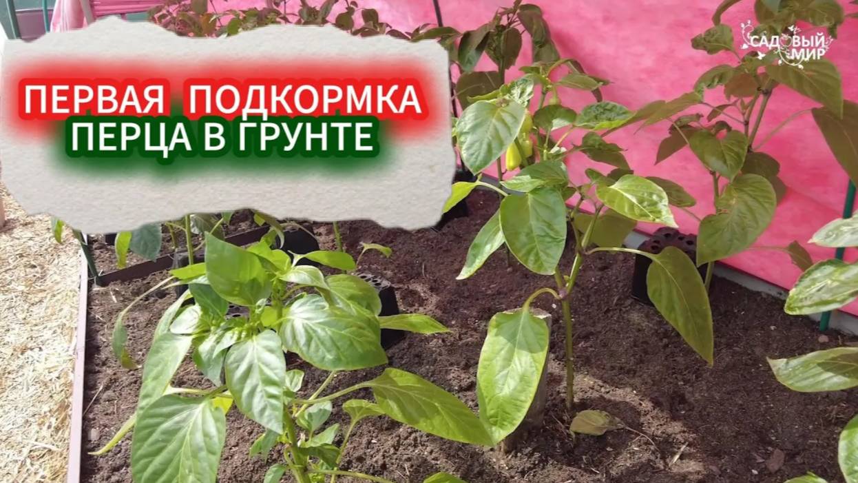 ПЕРВАЯ ПОДКОРМКА ПЕРЦА ПОСЛЕ ВЫСАДКИ В ГРУНТ. КОГДА И ЧЕМ ПОДКОРМИТЬ ПЕРЕЦ ДЛЯ МОЩНОГО РОСТА