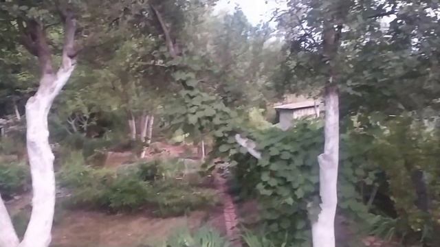 АВГУСТ.  ПРИЛЕТЕЛ АИСТ! СОБИРАЮ СЕМЕНА ПОМИДОРОВ. смотреть онлайн