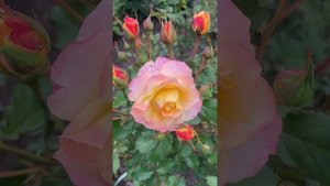 Многоликость расцветки цветов розы ЛандЛуст