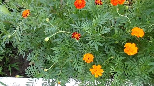 БЕЛАЯ ЦЕРКОВЬ ТЕРРИТОРИЯ ГОРБОЛЬНИЦЫ №2 смотреть онлайн