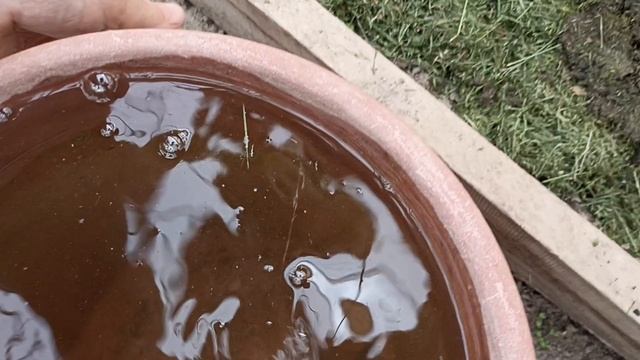 Чем сейчас подкормить перец.