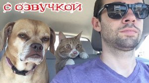 Приколы с котами! - Смешные коты С ОЗВУЧКОЙ — Смешные видео с животными! Ржака до слёз!
