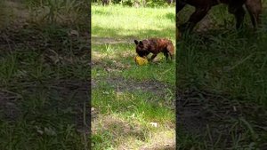 Якурка и мячик