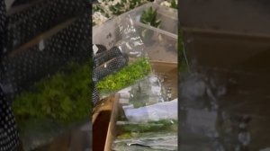 Микроклоны ИЮНЬ часть 2