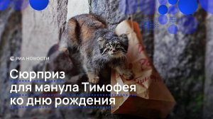 Сюрприз для манула Тимофея ко дню рождения