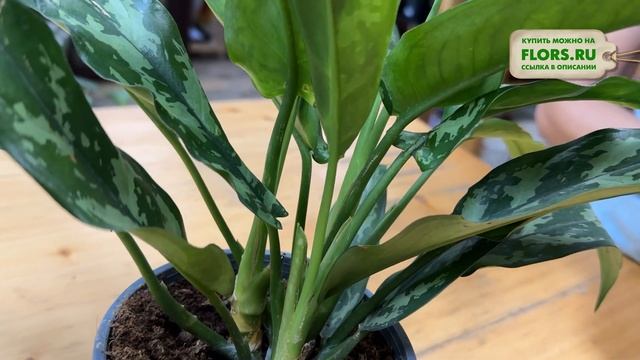 Аглаонема Мария. Обзор сорта. Самое популярное растен? смотреть онлайн