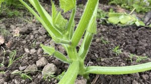 Кабачки завязались. Удаление пустоцвета, прополка, полив золой. Ловушки от лизунов.11 июня 2025