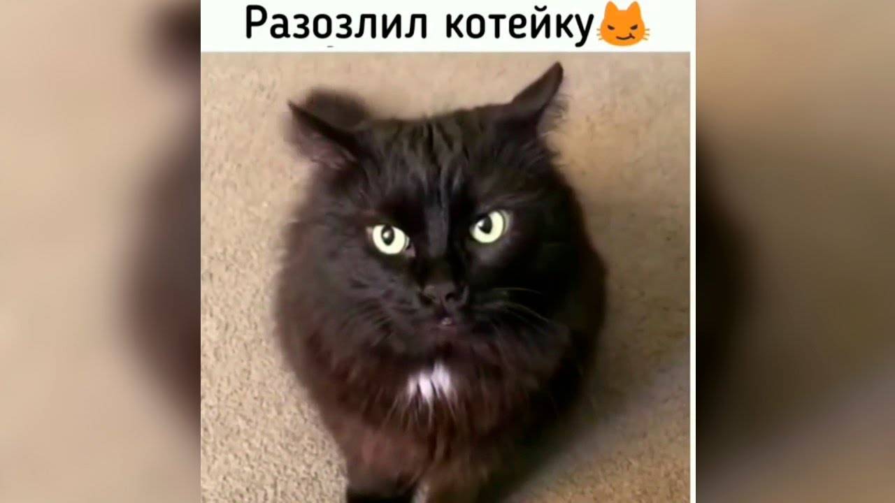 😂ПРИКОЛЫ С ЖИВОТНЫМИ Смешные КОТЫ и СОБАКИ