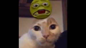 ЗЛОЙ КОТ ЧТО ВООБЩЕ ТВОРИТ Я В ШОКЕ