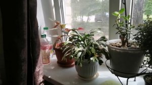 11-06-2025  среда завтрак  приготовила