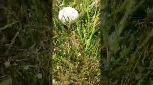шампиньоны в горах. АХАЛКАЛАКИ ГРУЗИЯ