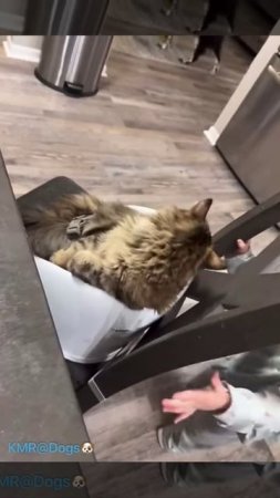 Теперь ты будешь кушать за столом, а не на столе💬😂