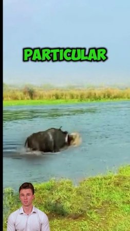 PKtdbzKsAfw - ＊＊＂The River's Revenge： When the Buffalo Struck Back＂＊＊ #shorts #animals #lion #facts