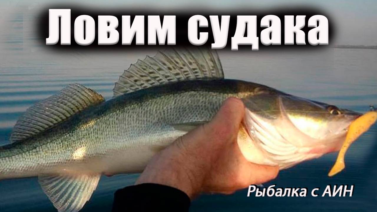 Секреты успешной рыбалки на судака: много рыбы