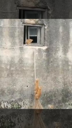 По всей видимости,котейки из Шаолиня 🐈😉🥰👍