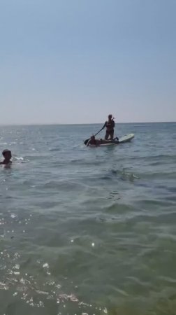 Дельфин резвится возле берега, Благовещенская
