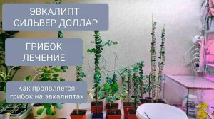 🟡🟡ЭВКАЛИПТ СИЛЬВЕР ДОЛЛАР. ГРИБОК. КАК ЛЕЧИТЬ. КАК РАСПОЗНАТЬ
