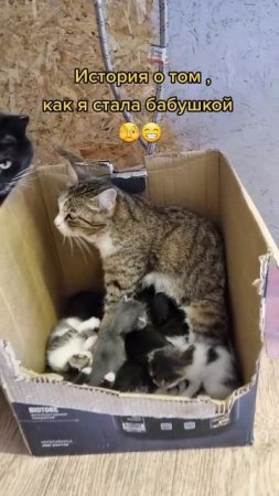 История о том как я стала бабушкой 🤣