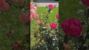 Розы. Не могу пройти мимо