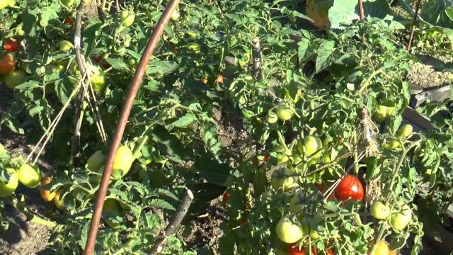 Томаты в заполярье в открытом грунте. смотреть онлайн